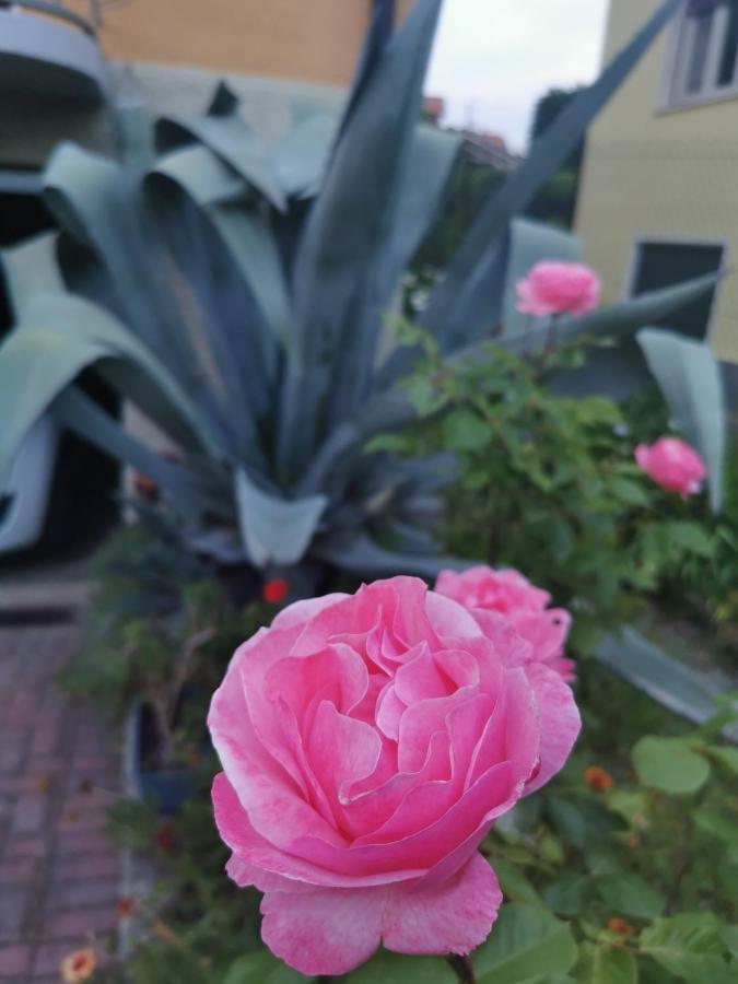 Grandma'S Garden House Βίλα Angera Εξωτερικό φωτογραφία
