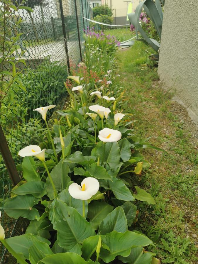 Grandma'S Garden House Βίλα Angera Εξωτερικό φωτογραφία